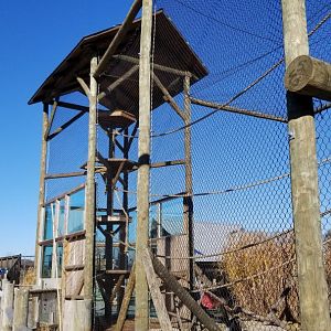 Keystone Safari - Colobus exhibit