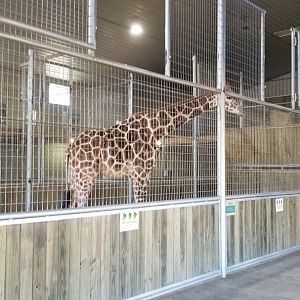 Keystone Safari - Giraffe barn