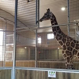 Keystone Safari - Giraffe barn