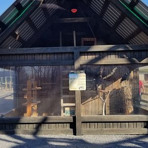 Keystone Safari - White-necked Raven