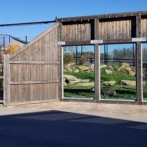 Keystone Safari - Spotted hyenas