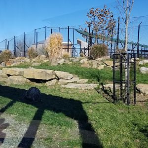 Keystone Safari - Spotted hyenas