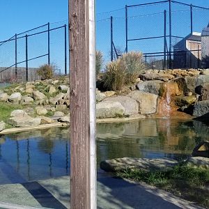 Keystone Safari - Spotted hyena pool