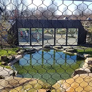 Keystone Safari - Spotted hyena pool from above