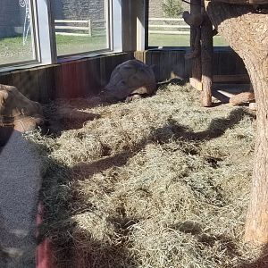 Keystone Safari - Old Aldabra tortoises