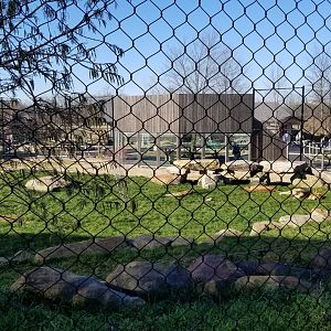 Keystone Safari - Lions