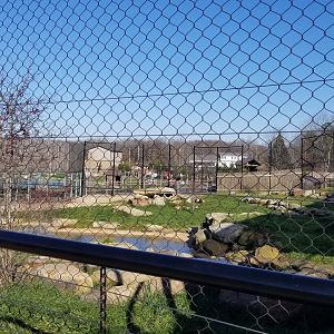 Keystone Safari - Lions