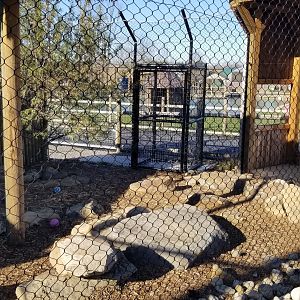 Keystone Safari - Bat-eared Fox