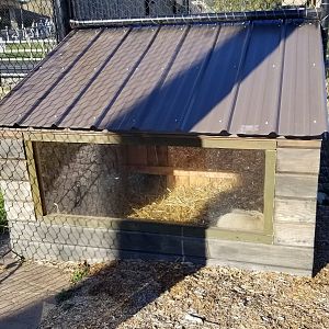 Keystone Safari - Bat-eared Fox den