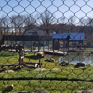 Keystone Safari - North american black bear