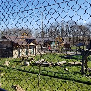 Keystone Safari - North american black bear