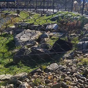 Keystone Safari - North american black bear