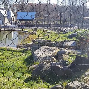 Keystone Safari - North american black bear