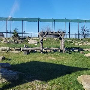 Keystone Safari - North american black bear