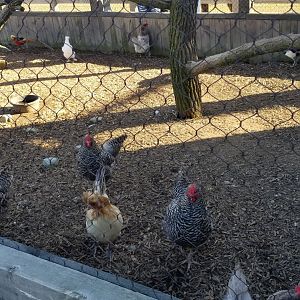 Keystone Safari - Chickens and pheasants