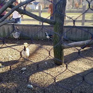 Keystone Safari - Chickens and pheasants