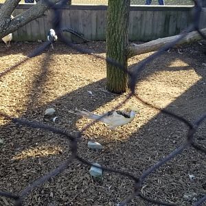 ID? Keystone Safari - Pheasant hybrid?