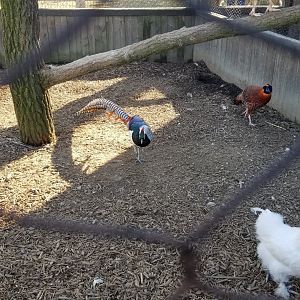 Keystone Safari - Pheasants, tragopan