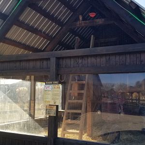 Keystone Safari - Barn owl