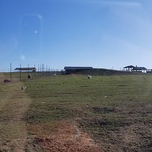 Keystone Safari - First safari yard