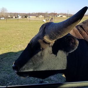 Keystone Safari - Gayal