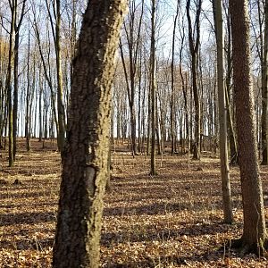 Keystone Safari - Small wooded area in safari