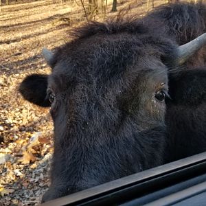 Keystone Safari - Bison