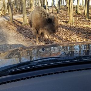 Keystone Safari - White bison
