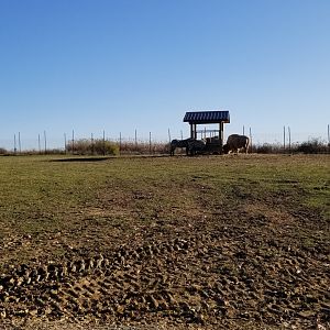 Keystone Safari - Zebra, bison