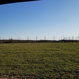 Keystone Safari - Blackbuck