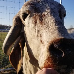 Keystone Safari - Gyr cattle