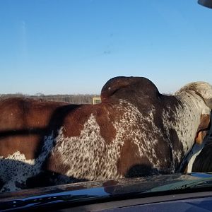 Keystone Safari - Gyr, scottish highland cattle