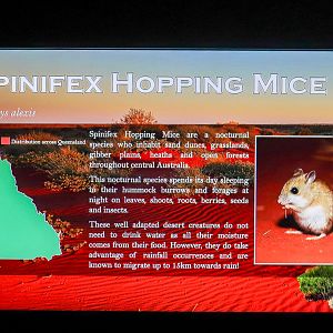 Spinifex Hopping Mice Sign
