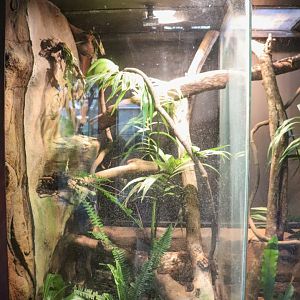 Green Tree Python Tank