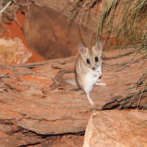 Fat-tailed Dunnart (Sminthopsis crassicaudata)