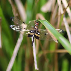 Yellow-striped Flutterer (Rhyothemis phyllis)
