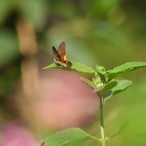Common Brown Ringlet (Hypocysta metirius)