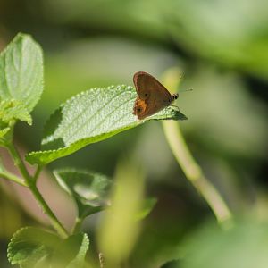 Common Brown Ringlet (Hypocysta metirius)