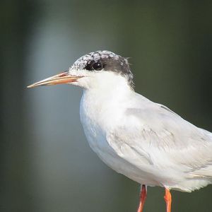 can anyone id this tern