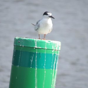 can anyone id this tern