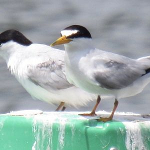 can anyone id this tern