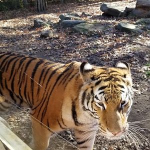 Living Treasures Moraine - "Bengal" tiger