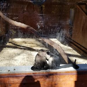 Living Treasures Moraine - White-faced capuchins