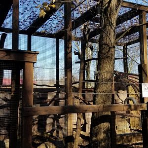 Living Treasures Moraine - White-faced capuchins outdoor