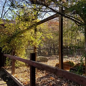 Living Treasures Moraine - Red river hogs