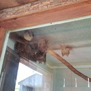 Living Treasures Moraine - Egyptian fruit bats