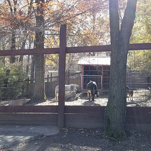 Living Treasures Moraine - Zebu