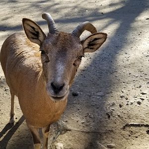 Living Treasures Moraine - Urial