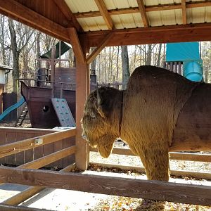 Living Treasures Moraine - Play area, fake bison