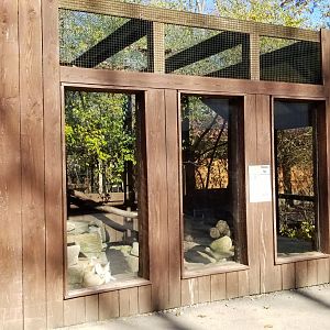 Living Treasures Moraine - Fennec foxes